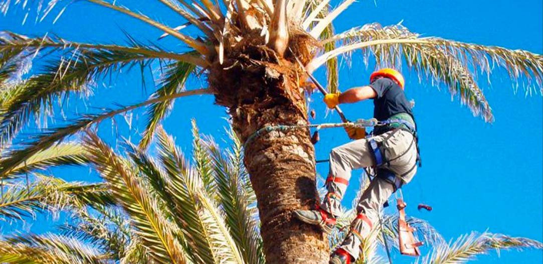 palm and tree trimming services by hernandez company