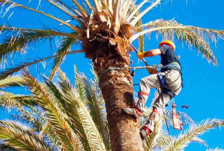 palm and tree trimming services by hernandez company