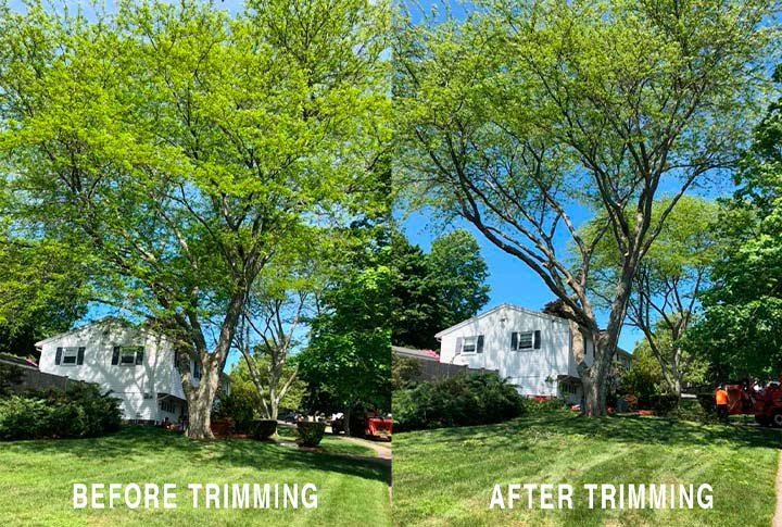 palm and tree trimming services by hernandez landscaping company