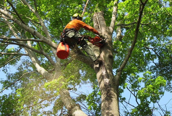 palm and tree trimming services by hernandez landscaping company